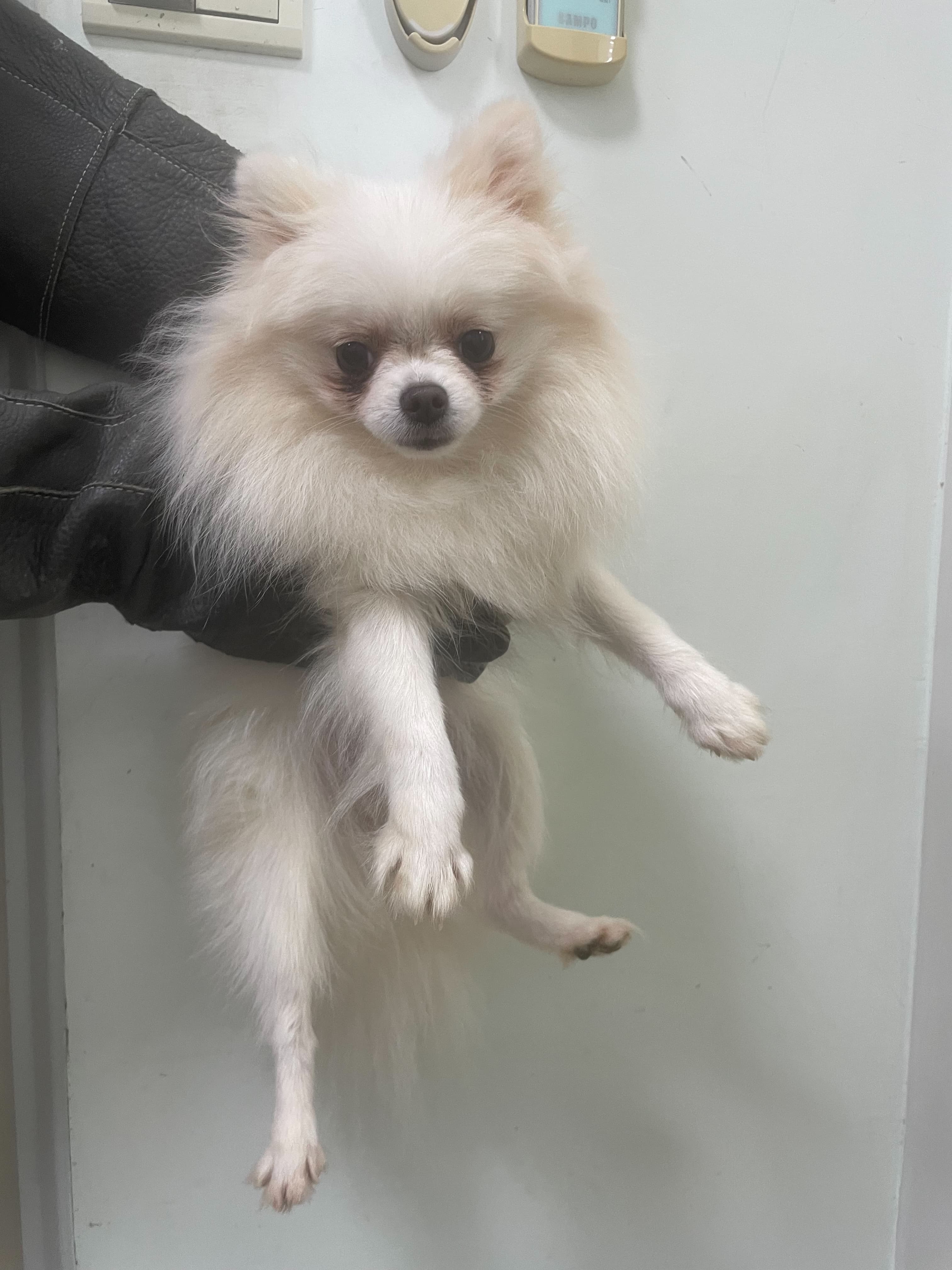 博美犬待認養照片