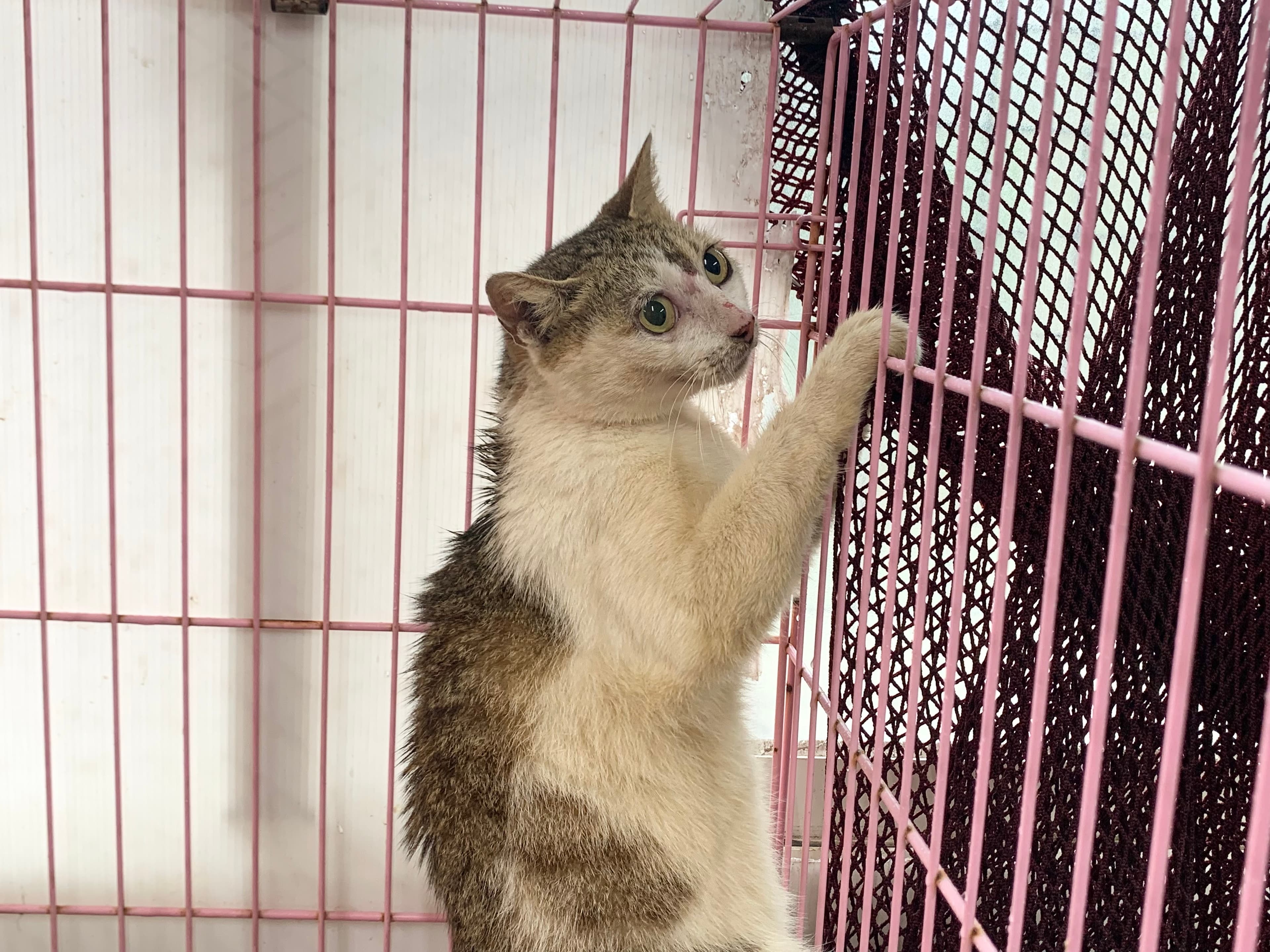 混種貓待認養照片