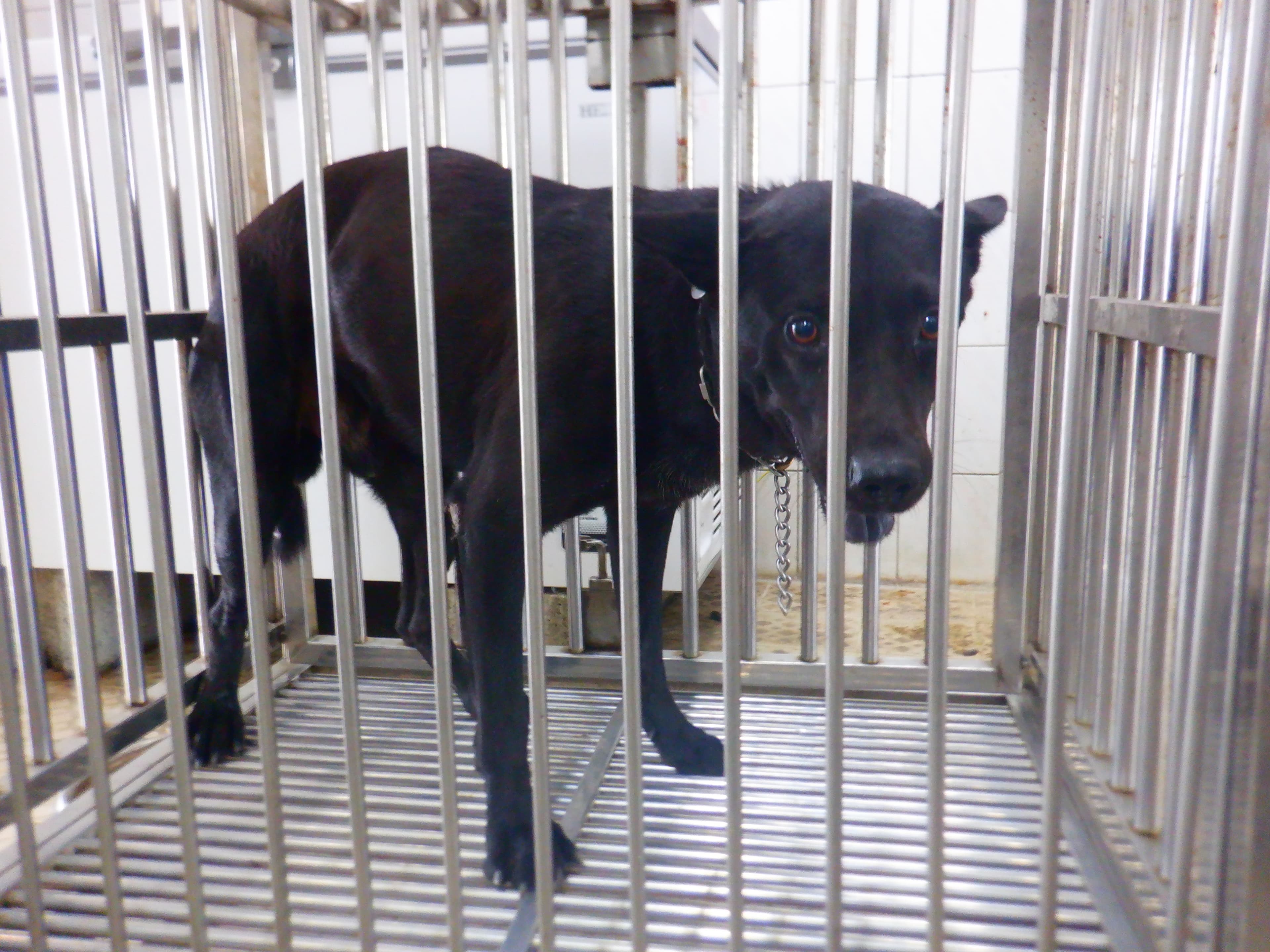 混種犬待認養照片
