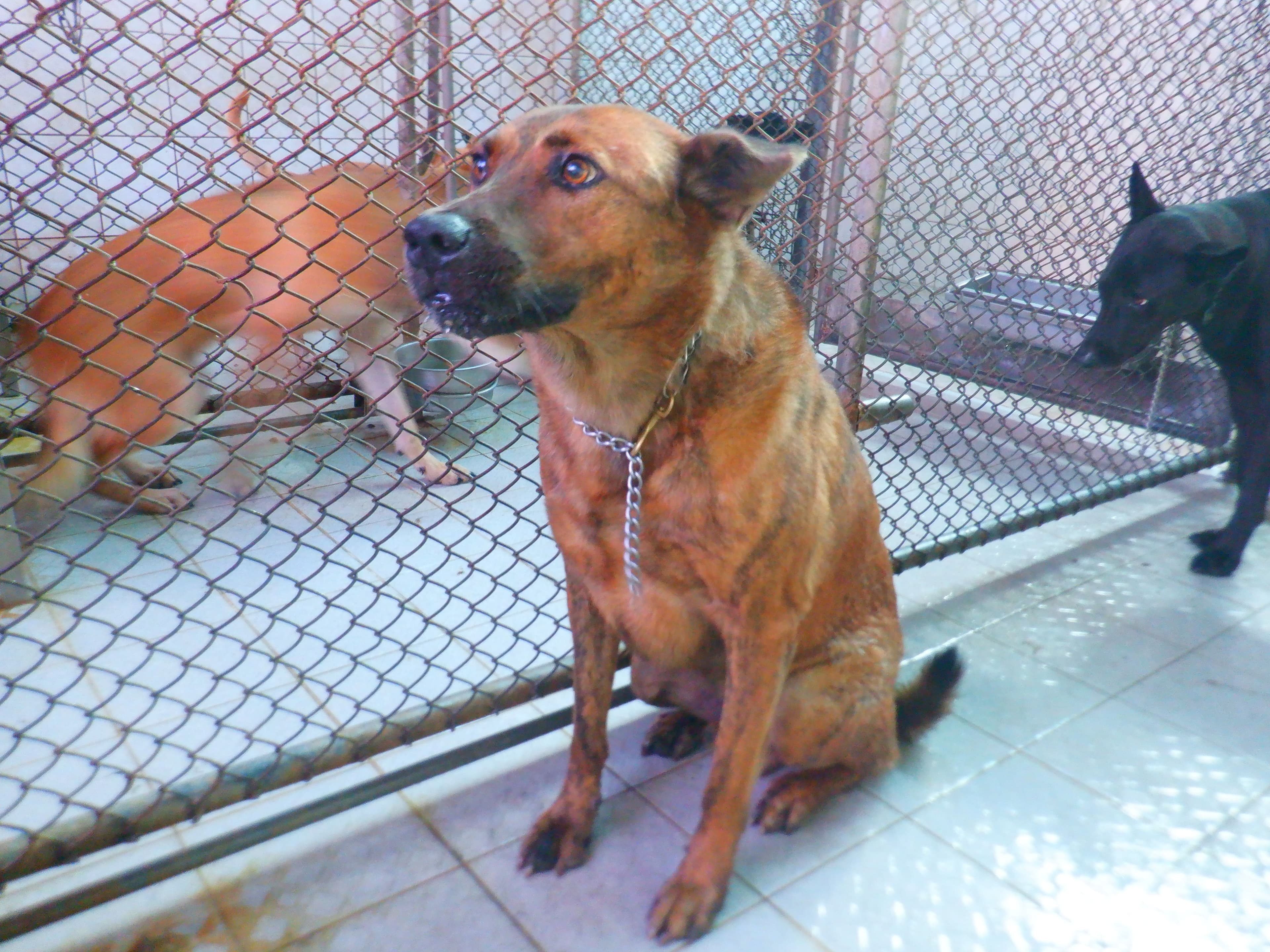 混種犬待認養照片