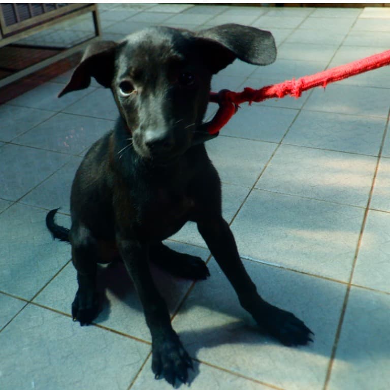混種犬待認養照片
