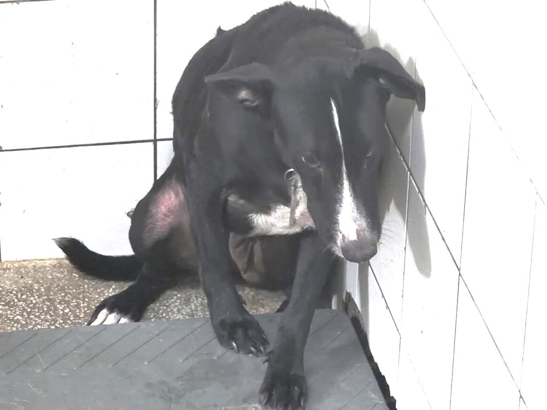 混種犬待認養照片