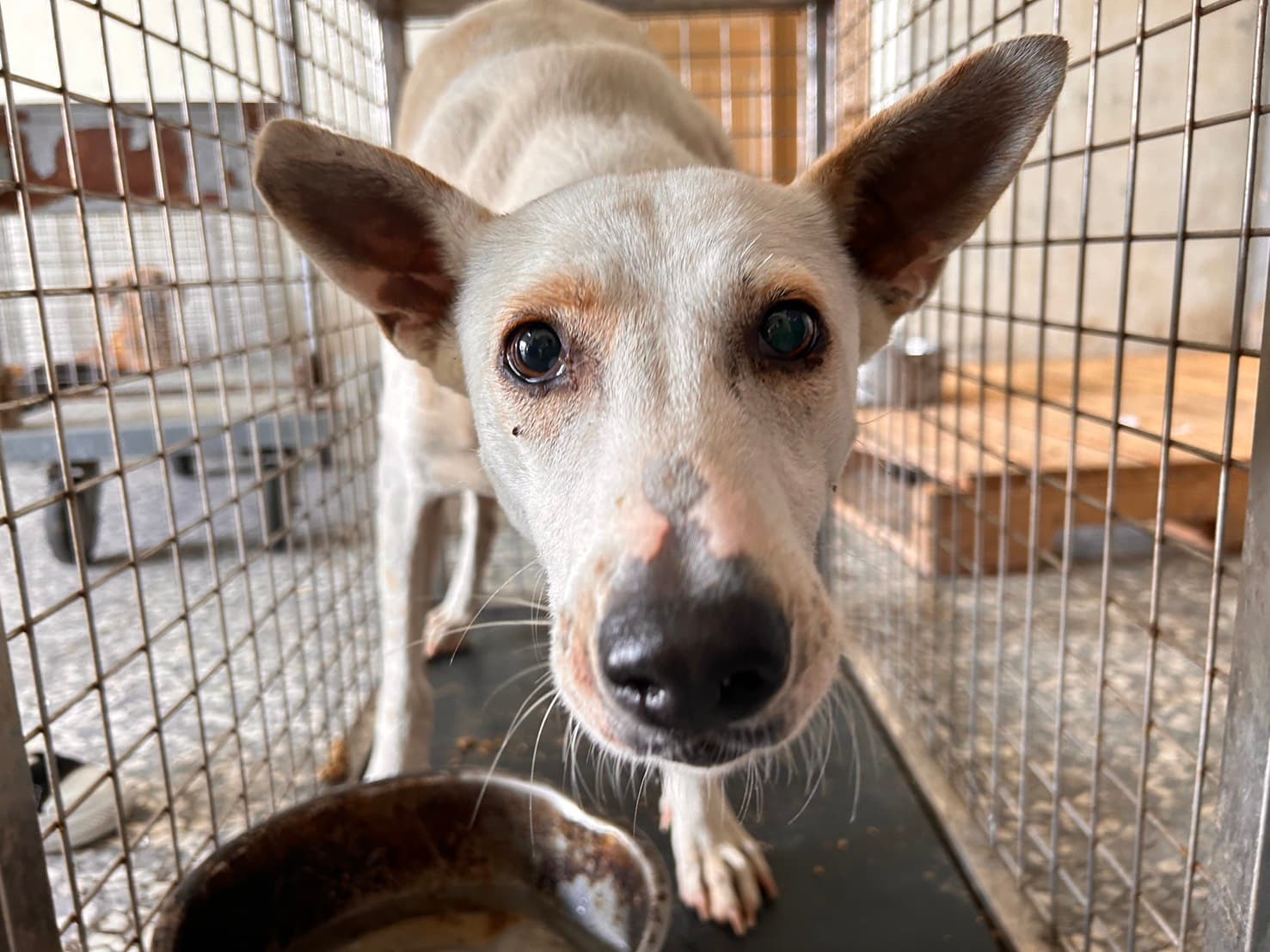 混種犬待認養照片