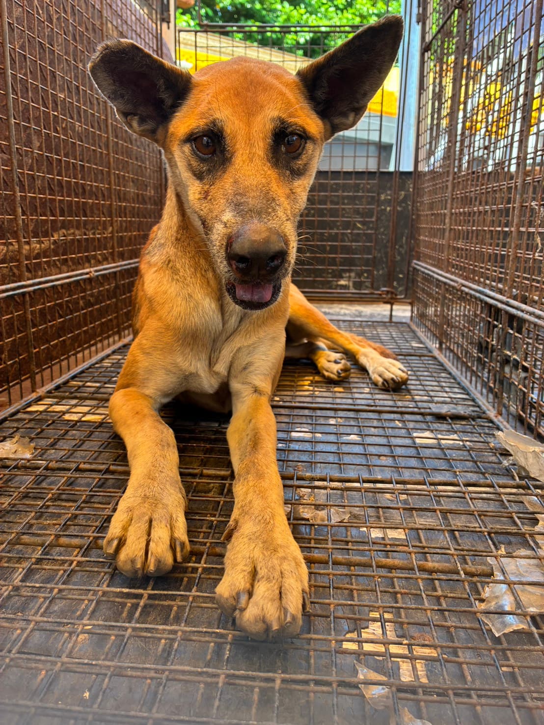 混種犬待認養照片