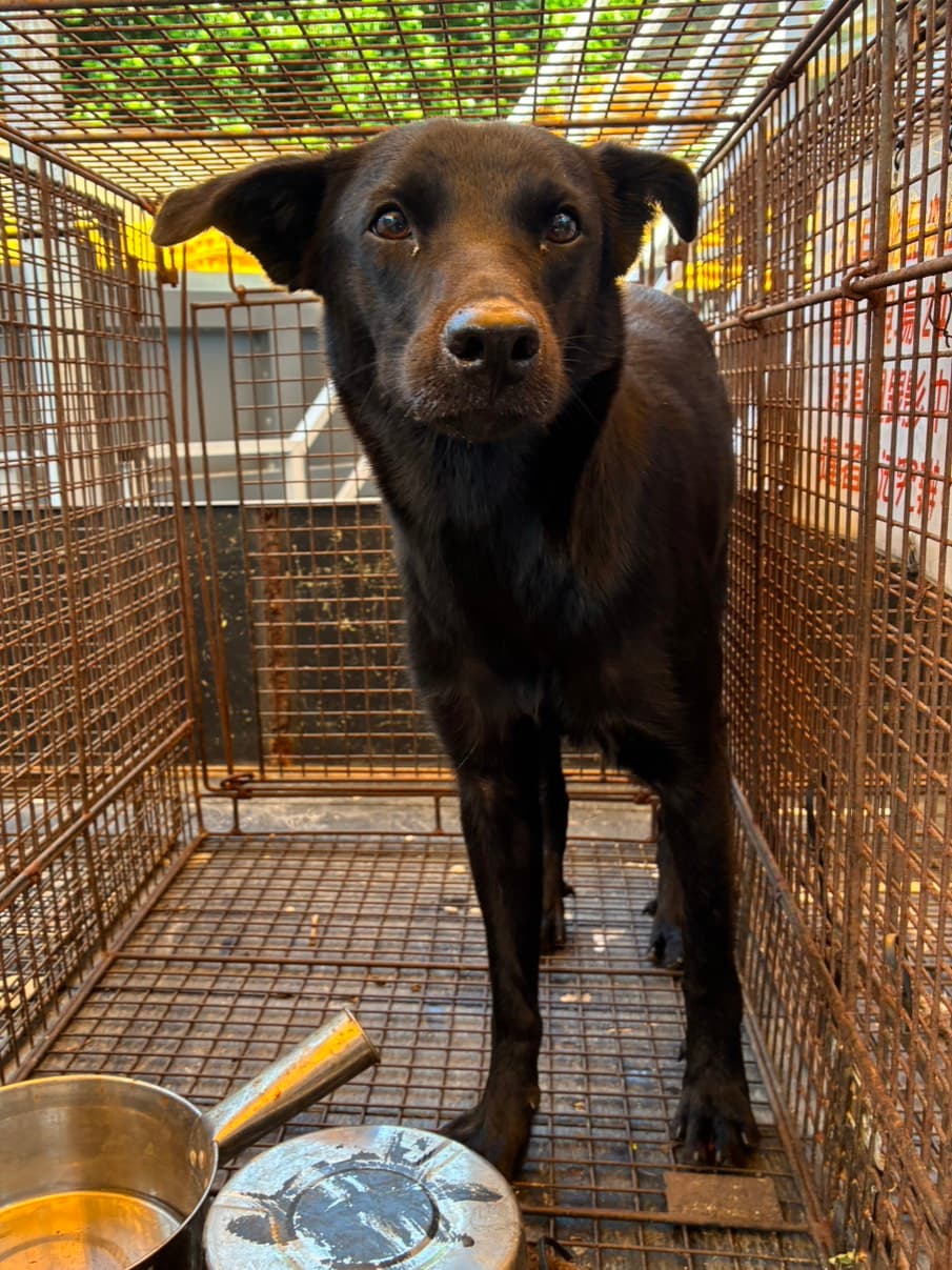 混種犬待認養照片
