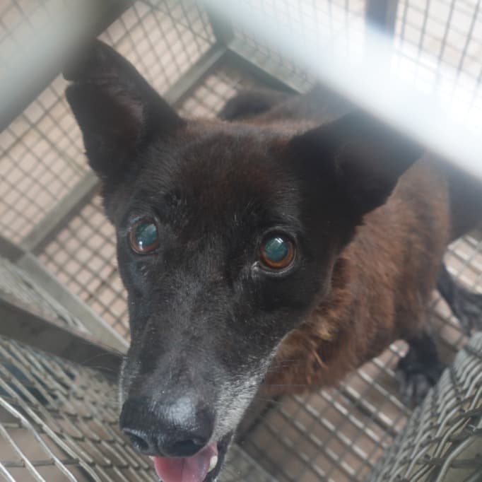 混種犬待認養照片