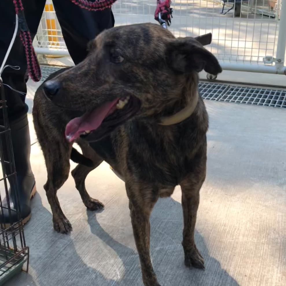 混種犬待認養照片