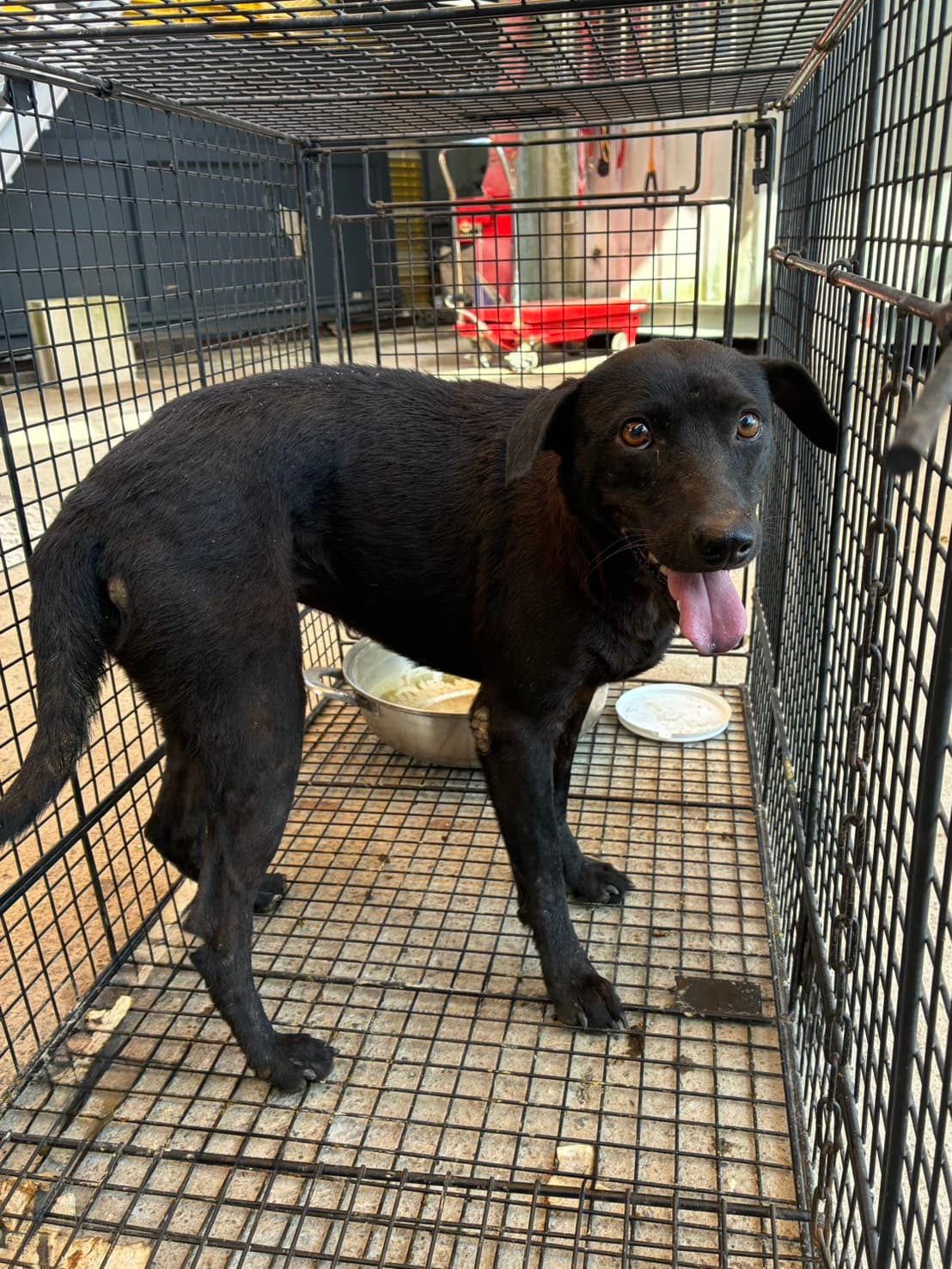 混種犬待認養照片
