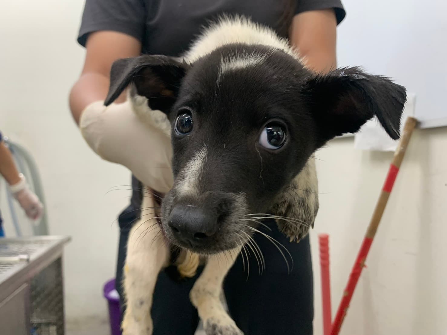 混種犬待認養照片