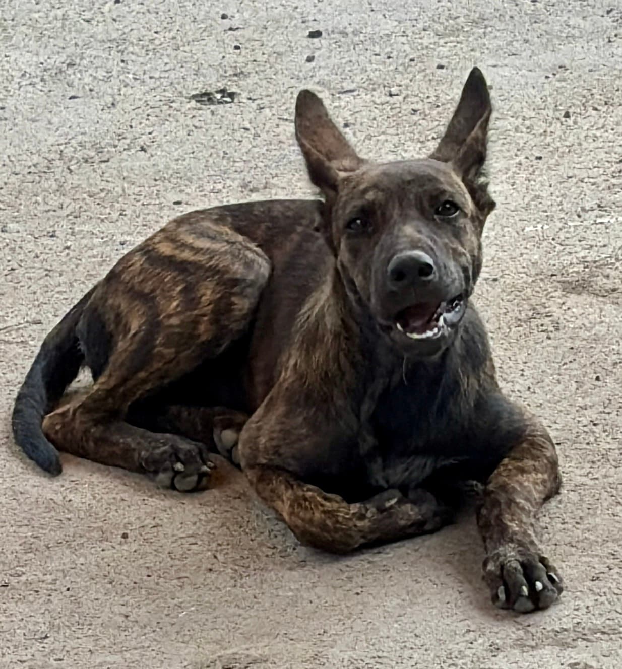 混種犬待認養照片